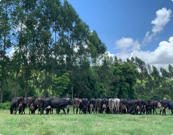 Raça Girolando - Fazenda Sesmaria